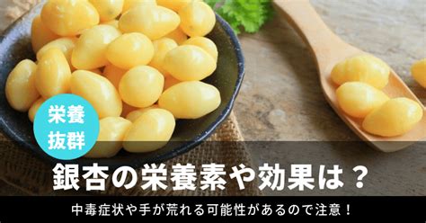 銀杏|銀杏の栄養素・効能…銀杏中毒にならない適量は何個。